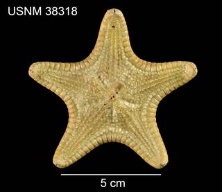 To NMNH Extant Collection (Anthenea mexicana USNM 38318 - dorsal)