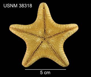 To NMNH Extant Collection (Anthenea mexicana USNM 38318 - ventral)