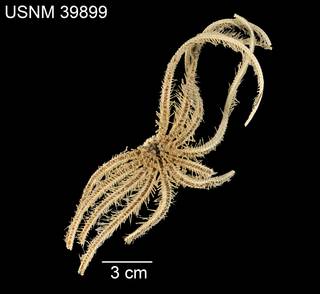 To NMNH Extant Collection (Freyella scalaris USNM 39899 - ventral)