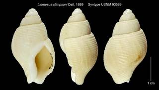 To NMNH Extant Collection (Liomesus stimpsoni Syntype USNM 93589)