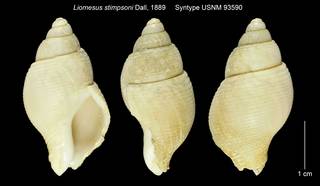To NMNH Extant Collection (Liomesus stimpsoni Syntype USNM 93590)