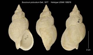 To NMNH Extant Collection (Buccinum picturatum Holotype USNM 108976)