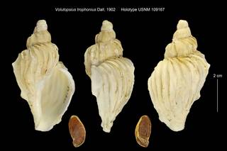 To NMNH Extant Collection (Volutopsius trophonius USNM 109167)
