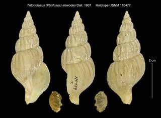 To NMNH Extant Collection (Tritonofusus elaeodes USNM 110477)