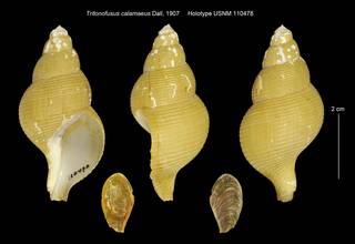 To NMNH Extant Collection (Tritonofusus calamaeus USNM 110478)