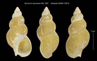To NMNH Extant Collection (Buccinum niponense USNM 110515)
