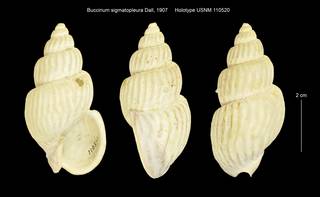 To NMNH Extant Collection (Buccinum sigmatopleura USNM 110520)