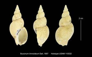 To NMNH Extant Collection (Biccinum limnoideum USNM 110532)