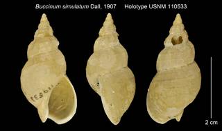 To NMNH Extant Collection (Buccinum simulatum Holotype USNM 110533)