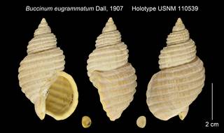 To NMNH Extant Collection (Buccinum eugrammatum Holotype USNM 110539)