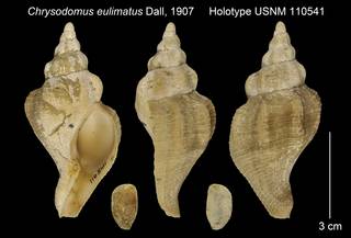 To NMNH Extant Collection (Chrysodomus eulimatus Holotype USNM 110541)