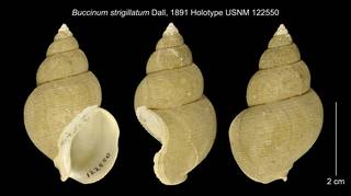 To NMNH Extant Collection (Buccinum strigillatum Holotype USNM 122550)