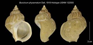 To NMNH Extant Collection (Buccinum physematum Holotype USNM 122555)