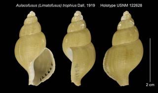 To NMNH Extant Collection (Aulacofusus (Limatofusus) trophius Holotype USNM 122628)