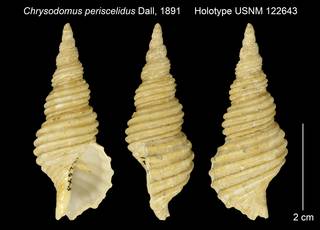 To NMNH Extant Collection (Chrysodomus periscelidus Holotype USNM 122643)