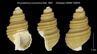 To NMNH Extant Collection (Chrysodomus eucosmius Holotype USNM 122670)