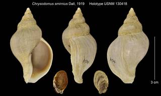 To NMNH Extant Collection (Chrysodomus smirnius Holotype USNM 130418)