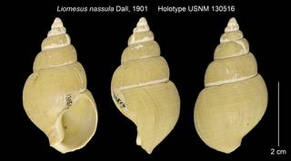 To NMNH Extant Collection (Liomesus nassula Holotype USNM 130516)