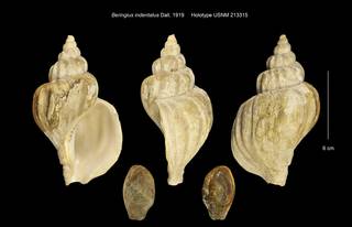 To NMNH Extant Collection (Beringius indentatus Holotype USNM 213315)