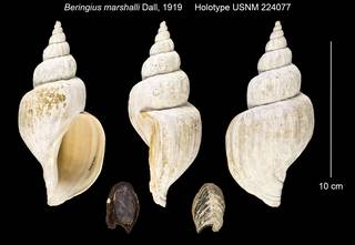 To NMNH Extant Collection (Beringius marshalli Holotype USNM 224077)