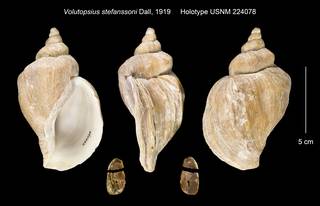 To NMNH Extant Collection (Volutopsius stefanssoni Holotype USNM 224078)