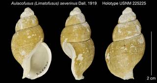 To NMNH Extant Collection (Aulacofusus (Limatofusus) severinus Holotype USNM 225225)