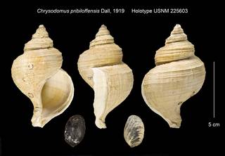 To NMNH Extant Collection (Chrysodomus pribiloffensis Holotype USNM 225603)