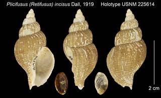 To NMNH Extant Collection (Plicifusus (Retifusus) incisus Holotype USNM 225614)