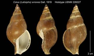 To NMNH Extant Collection (Colus (Latisipho) errones Holotype USNM 226227)