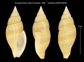 To NMNH Extant Collection (Acamptochetus inflatus USNM 229183)