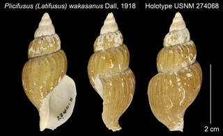 To NMNH Extant Collection (Plicifusus (Latifusus) wakasanus Holotype USNM 274068)