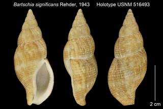 To NMNH Extant Collection (Bartschia significans Holotype USNM 516493)
