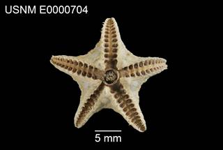 To NMNH Extant Collection (Porcellanaster vicinus USNM E0000704 - ventral)