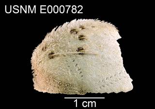 To NMNH Extant Collection (Pseudolovenia hirsuta USNM E0000782 - dorsal)