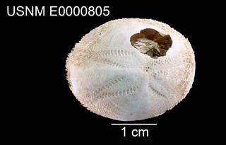 To NMNH Extant Collection (Gonimaretia laevis USNM E0000805 - dorsal)