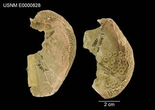 To NMNH Extant Collection (Lovenia grisea USNM E0000828 - ventral)