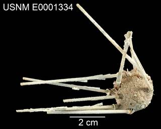 To NMNH Extant Collection (Psilocidaris echinulata USNM E0001334 - dorsal)