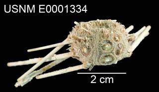 To NMNH Extant Collection (Psilocidaris echinulata USNM E0001334 - lateral)