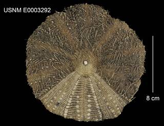 To NMNH Extant Collection (Araeosoma parviungulatum USNM E0003292 - ventral)