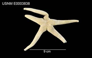 To NMNH Extant Collection (Odontohenricia fisheri USNM E0003838 - dorsal)