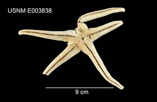 To NMNH Extant Collection (Odontohenricia fisheri USNM E0003838 - ventral)