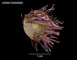 To NMNH Extant Collection (Echinostrephus formosus USNM E0005682 - dorsal)