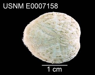 To NMNH Extant Collection (Maretia cordata USNM E0007158 - dorsal)