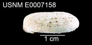 To NMNH Extant Collection (Maretia cordata USNM E0007158 - lateral)