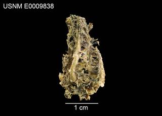 To NMNH Extant Collection (Hymenaster cremnodes USNM E0009838 - top)