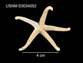 To NMNH Extant Collection (Odontohenricia hayashii USNM E0034052 - dorsal)