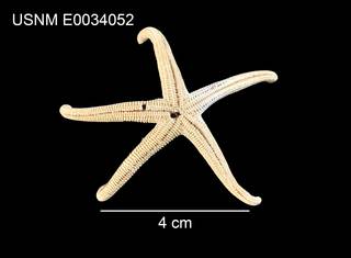 To NMNH Extant Collection (Odontohenricia hayashii USNM E0034052 - ventral)