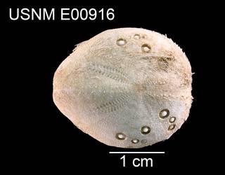 To NMNH Extant Collection (Maretia tuberculata USNM E00916 - dorsal)