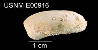 To NMNH Extant Collection (Maretia tuberculata USNM E00916 - lateral)
