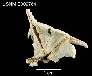 To NMNH Extant Collection (Styracaster monacanthus USNM E009784 - ventral)